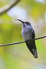 Violet Sabrewing